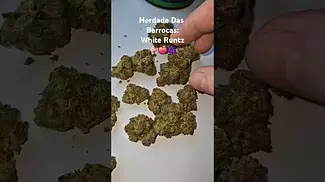Herdade Das Barrocas - White Runtz 23%Thc (UK Medical Cannabis Prescription)