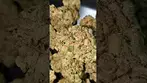 BG GREEN APPLES AND GAS (UK PRESCRIPTION MEDICATION)