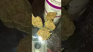 Aurora® Pedanios T27 Black Jelly Medical Cannabis Flower
