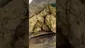 Video Thumbnail: PrescribedBouquet