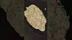 Full Gas ⛽️ THC 22 UPSTATE