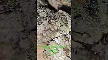 Vinnie's Lounge Video Thumbnail