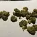 Flower Photo of Companies Cultivating/Producing UK Medical Cannabis CC T28 Chem de la Chem