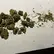 Flower Photo of All Flower/Strains (Prescription Medical Cannabis) PO T28 Purple Octane