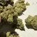 Flower Photo of All Flower/Strains (Prescription Medical Cannabis) SHP T32 Shpritzer
