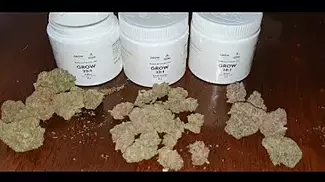 Grow pharma French Cookies  vs Hellfire OG cannabis