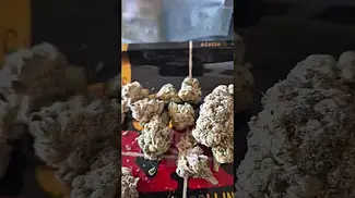 GREEN KARAT TRILLIANZ 30%THC.