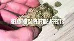 Kasa Verde KKA T25 Karamel Kandy Medical - Strain reviews #51