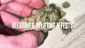 Video Thumbnail: BabyzBudz