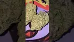 Mac Daddy  #weedchannel #420 #cannabiscommunity #medicalweed #medicalcannabis #stonerfam #highlife