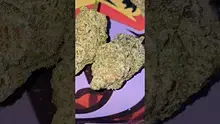 Big Bud Reviews Video Thumbnail