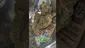Video Thumbnail: Zee420