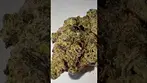 Cookies C-VIE T31 Vienna