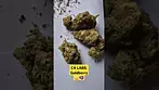 4C Labs - Goldberry (T27%)(UK Medical Cannabis Prescription)