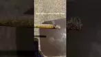 Sumo Canada craft no.3 garlic chem burn