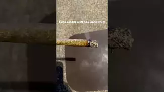 Sumo Canada craft no.3 garlic chem burn