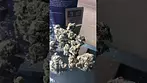 4C Labs Premium SGC T28 Super-G Citra Medical Cannabis Flower