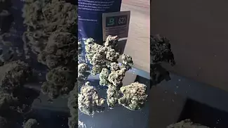 4C Labs Premium SGC T28 Super-G Citra Medical Cannabis Flower