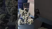 Smoking Through the Jungle Ready for the Rumble Video Thumbnail