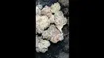 UPSTATE ALPHA CROSSBOW STRAIN #medicalcannabis #cannabisdaily #cannabisreviews #cannabismedicinal