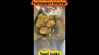Permanent Marker medical cannabis by Seed Junky 25% thc. Now this is stinky! #medicalcannabis 