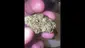 Video Thumbnail: Big Smokey Medical UK