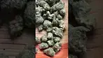 Uklegal #humblebud watermelon zkittles minis 25%thc #medicalcannabis #medbud #ukmedicalcannabis #uk