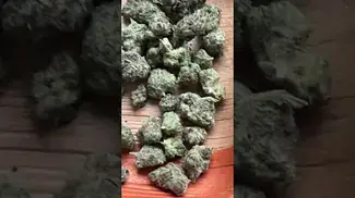 Uklegal #humblebud watermelon zkittles minis 25%thc #medicalcannabis #medbud #ukmedicalcannabis #uk