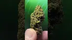 L.A Baker 33%thc, medical presentation cannabis.