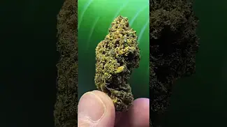 L.A Baker 33%thc, medical presentation cannabis.