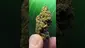 Video Thumbnail: THC Bunny