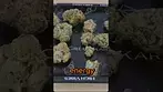 STRAIN REVIEW TIME! Just tried 4C LABS T24 PUCKER UP