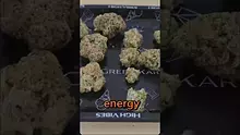 MedCannaBliss Video Thumbnail