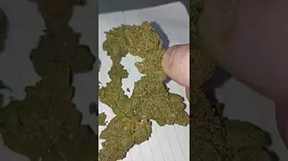 Herdade Das Barrocas - Tigarz Eye (UK Medical Cannabis Prescription)