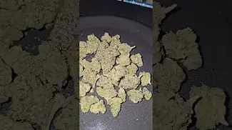 Big Narstie Medical Gelatti UK Medical Flower First Impressions