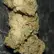 Flower Photo of Companies Cultivating/Producing UK Medical Cannabis Craft BWD T30 Beach Wedding