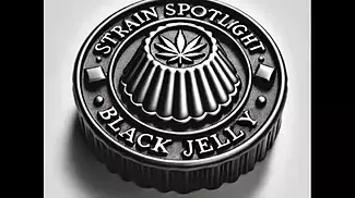 Aurora Black Jelly (27% THC)  Insanely Potent or Overhyped? | Strain Spotlight
