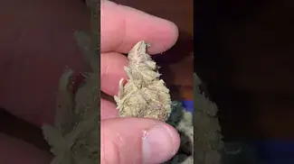 Sherb Master Og medical cannabis first look Mamedica 25% Thc non irradiated #medicalcannabis