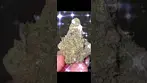 Sherb Master Og Mamedica medical cannabis, how does it taste/smell and effects? #medicalcannabis
