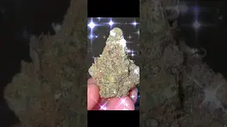 Sherb Master Og Mamedica medical cannabis, how does it taste/smell and effects? #medicalcannabis