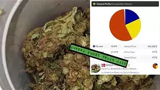 Aurora® Pedanios T22 Ghost Train Haze Medical Cannabis - UK REVIEW