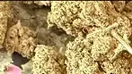 Fruity Pebble Kush 30 May 2026
