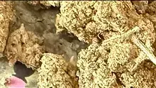 Onemans 420 Video Thumbnail
