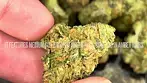 Glass Pharms® FCF T26 First Class Funk Medical - Strain Reviews #30 