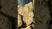 PrescribedBouquet Video Thumbnail