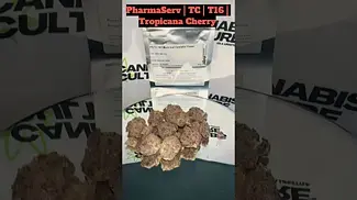 PharmaServ TC T16 Tropicana Cherry Medical Cannabis Flower #420community #420 #cbpm #legal #uk #cbd