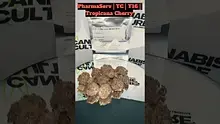 Cannabis Culture  Video Thumbnail
