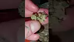 Platinum Garlic by 4c Labs MC #uk #medical