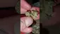 Video Thumbnail: WestPacks420