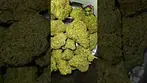 Peace Naturals | Sonic Lemon Fuel | UK Medical Flower | First Look 